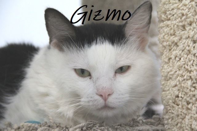 Adopt a friend: Gizmo